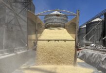 Golpe al campo mexicano: se importaron 47.9 millones de toneladas de granos el año pasado