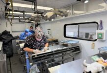 Por el bienestar animal, Ayuntamiento reactiva quirófano móvil para esterilizaciones