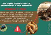 Alertan que Gusano barrenador ya afecta fauna silvestre