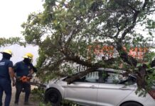 Atiende PC Municipalde Veracruz incidentes por caída de árboles durante la madrugada