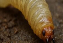 Aumentaron en 16 días casi 75% los casos de gusano barrenador; Veracruz, segunda entidad más afectada