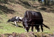 Robo de ganado suma 249 carpetas en Veracruz durante 2025