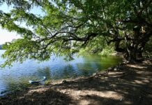 Inicia Ayuntamiento de Veracruz acciones permanentes para proteger su sistema lagunar