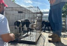 Rescatan dos perros en estado de desnutrición en el Fraccionamiento Oasis