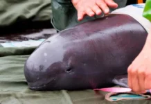 México ajusta zona de protección de la vaquita marina y desata críticas de ambientalistas