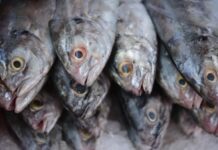 Reportan intoxicación por consumo de productos marinos en el sur de Veracruz