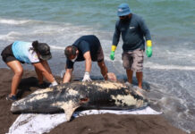 Gobierno estatal descarta que muerte de delfín en Alvarado sea por contaminación por hidrocarburos
