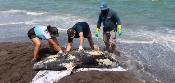 Atencion-delfin-Alvarado