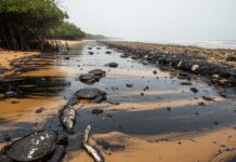 Alcaldes del sur de Veracruz denuncian posible ecocidio por derrame de hidrocarburo en el Golfo de México