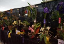 Invita SECVER al Festival Internacional de la Orquídea 2026 en Coatepec