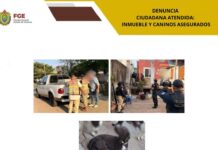 Cero tolerancia al maltrato animal: Fiscalía de Veracruz asegura ocho caninos en cateo en Coatzacoalcos