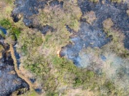 Bomberos y PC municipal de Veracruz atienden incendio de pastizal en la zona poniente de la ciudad