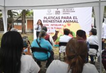 Aplicarán 400 dosis gratuitas de vacuna antirrábica en la ciudad de Veracruz