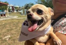 Exhorta Ayuntamiento de Veracruz a vacunar a mascotas contra la rabia