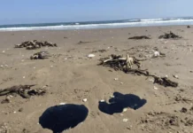 Derrame en costas de Veracruz provino de barco privado, afirma Rocío Nahle