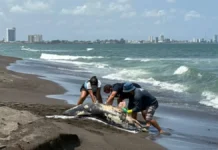 Semarnat reconoce afectaciones por derrame en el Golfo, pero descarta vínculo con muerte de delfín en Veracruz