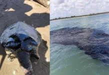 Siguen muriendo especies marinas en Veracruz por derrame de crudo