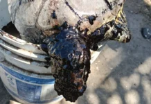 Aumenta mortandad de fauna marina por presencia de hidrocarburo en costas de Veracruz