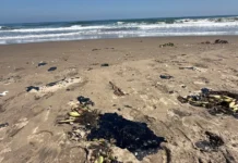 Se expande el ‘chapapote’ en playas de Veracruz; ahora llega hasta Catemaco