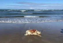 Reportan otras tres tortugas muertas por chapapote en costas de Veracruz
