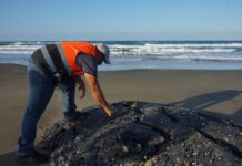A 15 días del chapapote que apareció en playas de Veracruz, autoridades aún desconocen origen