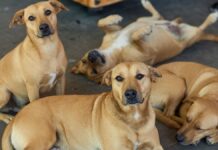 Reconocen al “perro caramelo” como símbolo representativo de México