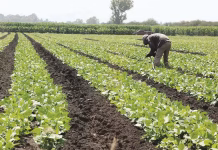 Golpea al campo mexicano guerra en Irán; se dispara 55% el fertilizante