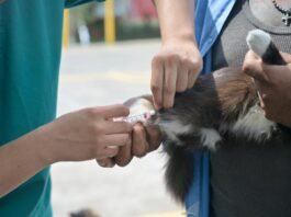 Refuerza Ayuntamiento de Veracruz salud pública con vacunación antirrábica en la ciudad