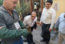 Ayuntamiento de Veracruz atiende rescate de ave en la zona centro