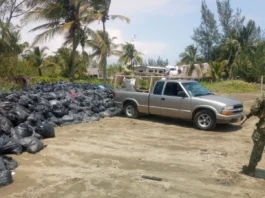 Semar descarta hidrocarburos en playas de Pajapan; eran bolsas con sargazo