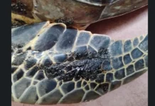 Persiste el daño ecológico: Hidrocarburo provoca muerte de al menos seis tortugas en el sur de Veracruz