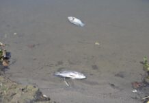 Atiende Ayuntamiento de Veracruz reporte por mortandad de peces en laguna Tarimoya