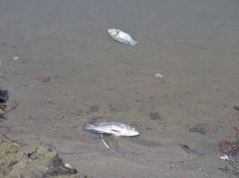 Atiende Ayuntamiento de Veracruz reporte por mortandad de peces en laguna Tarimoya