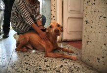 Rescata Ayuntamiento de Veracruz a tres caninos en condiciones de maltrato