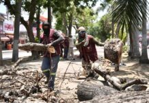 Retira Ayuntamiento de Veracruz árbol en camellón de Díaz Mirón por riesgo a la ciudadanía