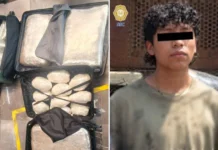 Detienen en la TAPO a joven que pretendía trasladar 47 kilos de mariguana a Xalapa