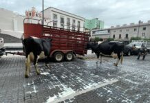 Productores de leche bloquean calle Enríquez en Xalapa por cierre de centros de acopio