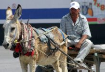 Animales de carga o tiro en Edomex tendrán por ley un día de descanso a la semana y derecho a jubilarse