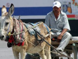 Animales de carga o tiro en Edomex tendrán por ley un día de descanso a la semana y derecho a jubilarse