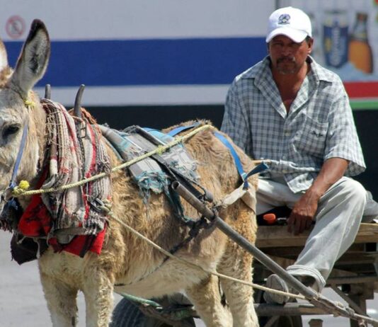 Animales de carga o tiro en Edomex tendrán por ley un día de descanso a la semana y derecho a jubilarse