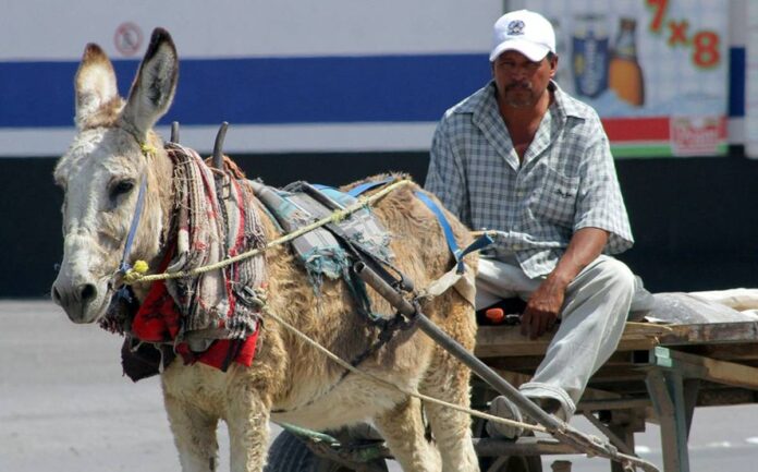 animales-de-carga
