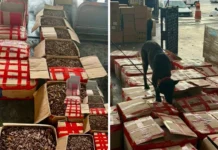 Aseguran casi dos toneladas de tepezcohuite en aeropuerto de CDMX; iba para Países Bajos