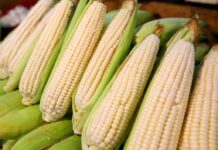 En 9 años, México será el quinto mercado en demanda de maíz, prevén OCDE y FAO