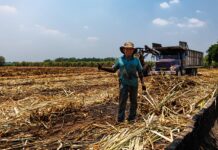 Comprará EU 512% más de azúcar mexicana; estiman que derrama ascenderá a 4 mil 760 mdp