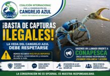 Piden intervención urgente de CONAPESCA ante capturas de cangrejo azul en plena veda