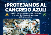 La Protección del cangrejo azul requiere acciones institucionales, no simulación