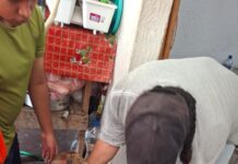 Resguarda Ayuntamiento de Veracruz a perrita víctima de maltrato en Lomas del Vergel