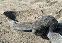 Campamentos tortugueros piden apoyo para preservar 5 especies de quelonios en Catemaco
