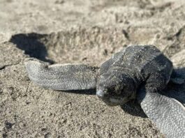 Campamentos tortugueros piden apoyo para preservar 5 especies de quelonios en Catemaco