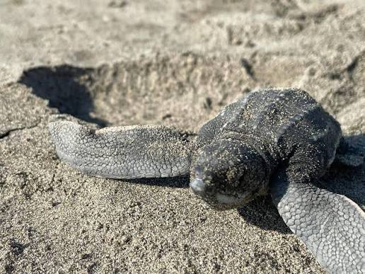 Campamentos tortugueros piden apoyo para preservar 5 especies de quelonios en Catemaco